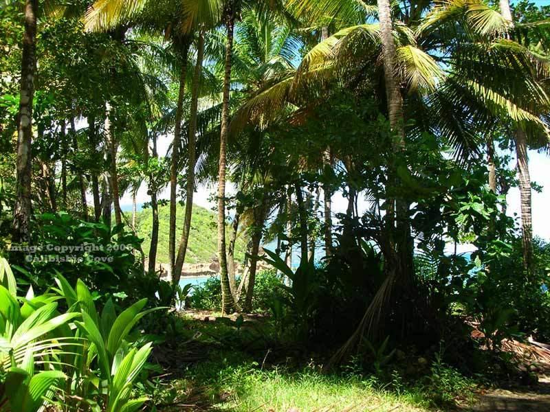 Calibishie Cove Hotel Exterior photo