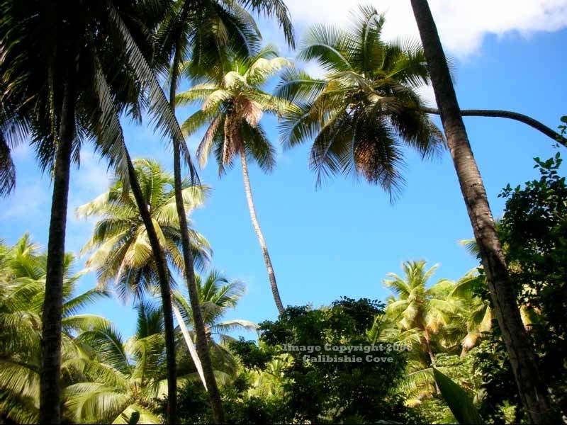 Calibishie Cove Hotel Exterior photo